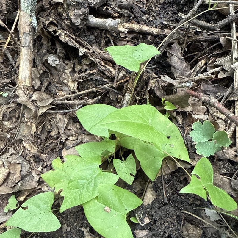 Black Bindweed (Fallopia convolvulus): Identification & Control | WeedScout