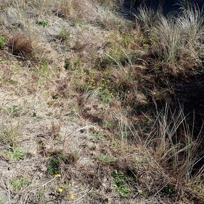 Fireweed (Senecio madagascariensis): Identification & Control | WeedScout