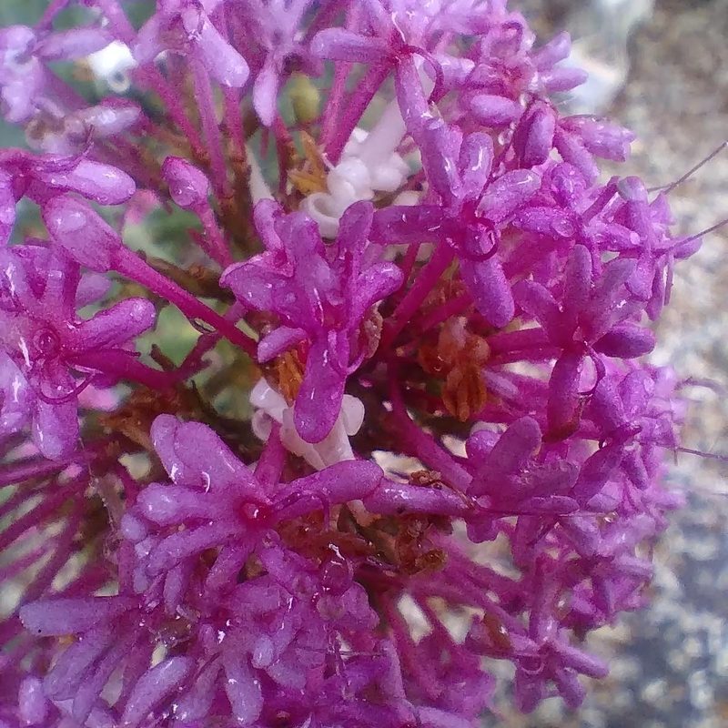 Jupiter's Beard (Centranthus ruber): Identification & Control | WeedScout