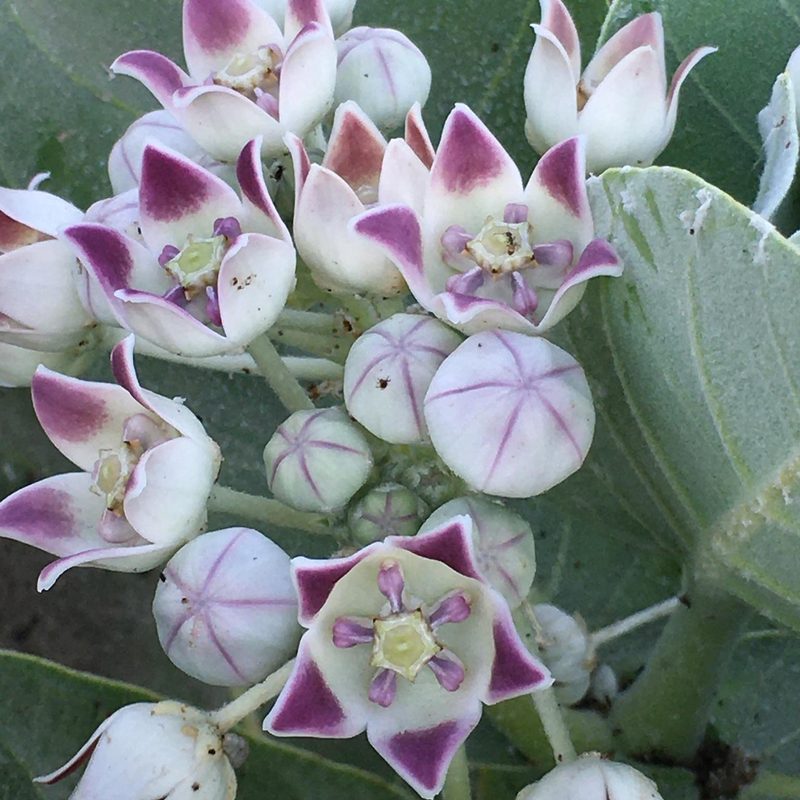 Calotrope (Calotropis procera): Identification & Control | WeedScout