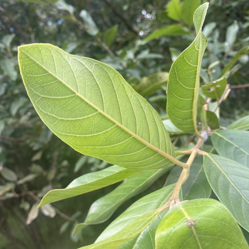 Guisaro Brazilian Guava (Psidium guineense): Identification & Control | WeedScout
